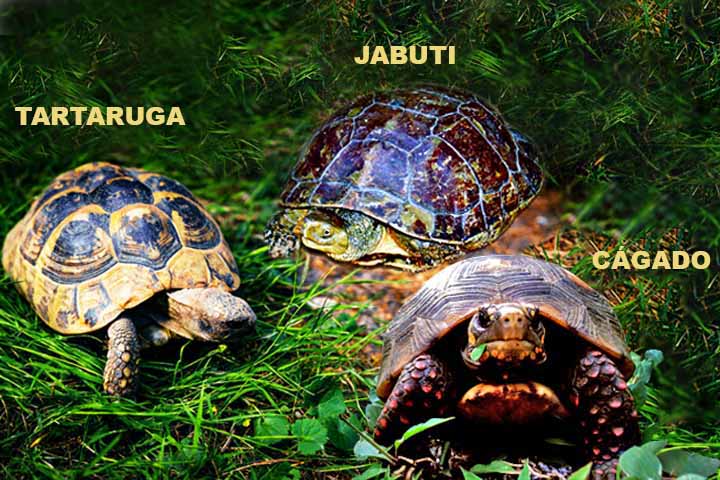 Muitas pessoas confundem esses répteis porque todos têm casco e se locomovem devagar. No entanto, eles pertencem a grupos diferentes dentro da ordem Testudines. Suas principais diferenças estão no habitat, na alimentação e na forma do casco.