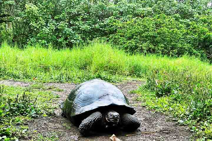 Habitat: Vivem em florestas, campos e regiões úmidas, geralmente perto de fontes de água, mas não são totalmente aquáticas.
