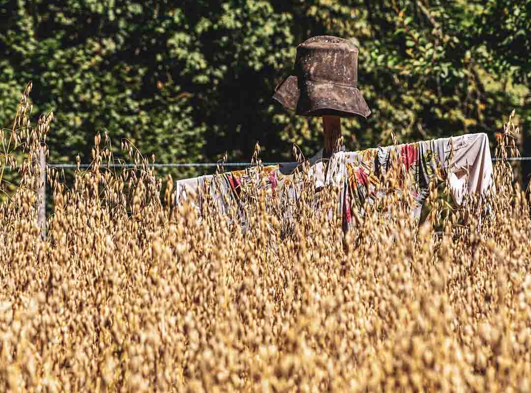 Ela também contém ótimas quantidades de triptofano, um aminoácido essencial para a produção de serotonina e melatonina, compostos que regulam o humor e o sono, ajudando na prevenção de depressão, ansiedade e insônia.