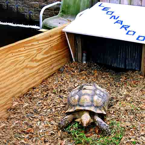 Criação doméstica: Algumas espécies, como a tartaruga-de-caixa, são criadas como pets em alguns países, exigindo terrários com solo adequado e alta umidade.
