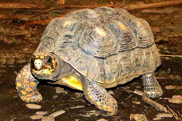 Jabutis

1. Nome científico e origem: Os jabutis pertencem ao gênero Chelonoidis e são nativos da América do Sul, especialmente Brasil, Bolívia, Colômbia e Venezuela.