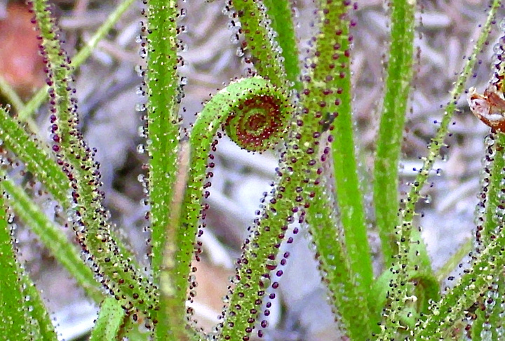 Tem caules grossos, curtos e as folhas se desenrolam por meio de uma roseta central, cobertas por glândulas com substância pegajosa que permite capturar e digerir as presas (insetos).
