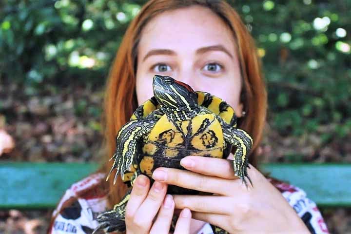 Criação doméstica: Algumas espécies podem ser criadas como pets, desde que tenham aquaterrários adequados, com água limpa e local seco para descanso.

