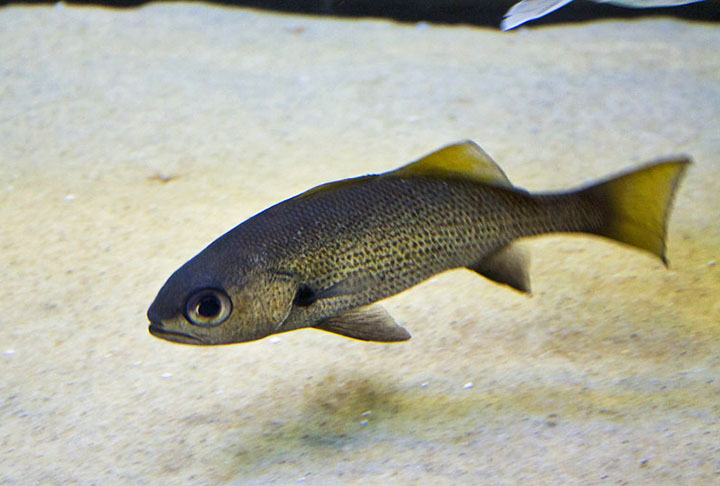 No entanto, os peixes de águas salgadas, especialmente aqueles que habitam em águas mais profundas, geralmente apresentam uma concentração mais elevada desse nutriente.