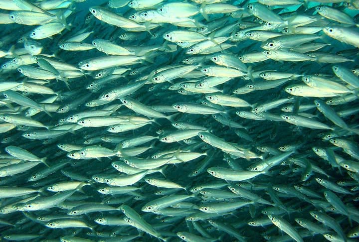 Além disso, o peixe também tem menos gordura saturada e menos colesterol do que a carne vermelha. Mas é preciso se atentar aos tipos. A começar pelos mais famosos de água doce.