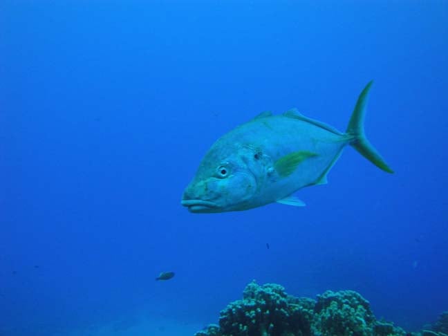 Atum: O consumo do atum em lata requer atenção. Por ter muito sódio e mercúrio em sua composição, é necessário consumir com moderação e sempre lavar muito bem antes de servir.