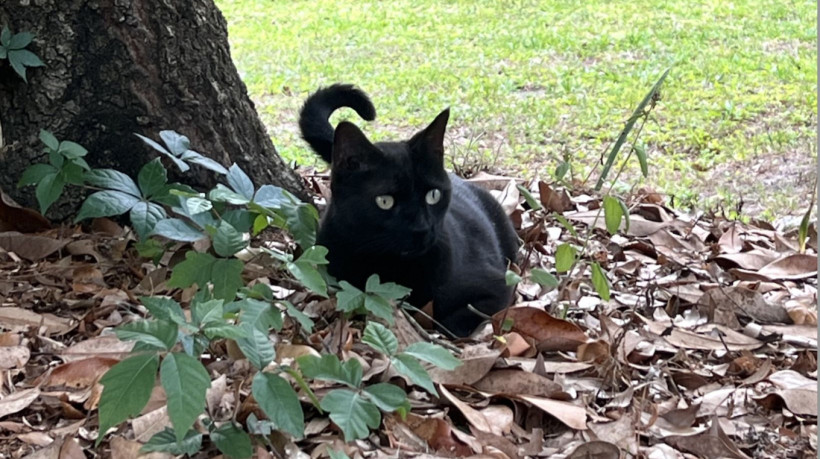 Ao capturar uma presa, o gato Pepper ajudou o dono a identificar um novo vírus nos EUA