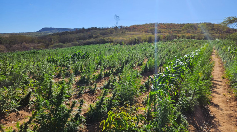 Plantação de maconha encontrada pela PF em Brejo Santo foi destruída