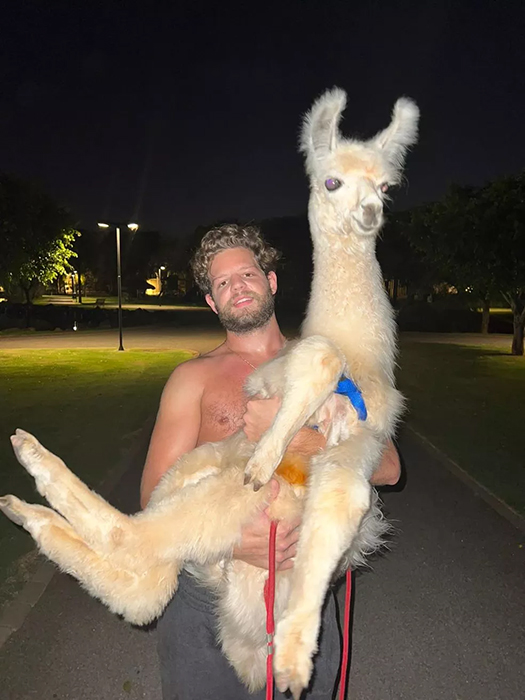 Em Maringá, no Paraná, um morador chamou atenção nas redes sociais por criar uma lhama em casa. Nada comum, 