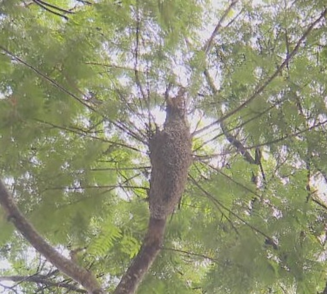 Em Brasília, um enxame de abelhas causou medo e obrigou os moradores a chamarem os bombeiros. A colmeia estava no alto de um árvore e era gigantesca. 