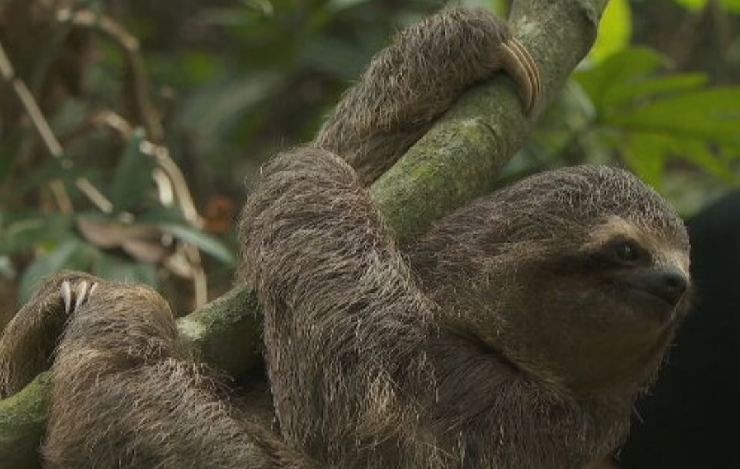 Outra do RJ: um bicho-preguiça foi roubado, dopado e colocado numa mochila para ser vendido numa feira. Mas policiais o salvaram, ele foi tratado e solto na floresta.  