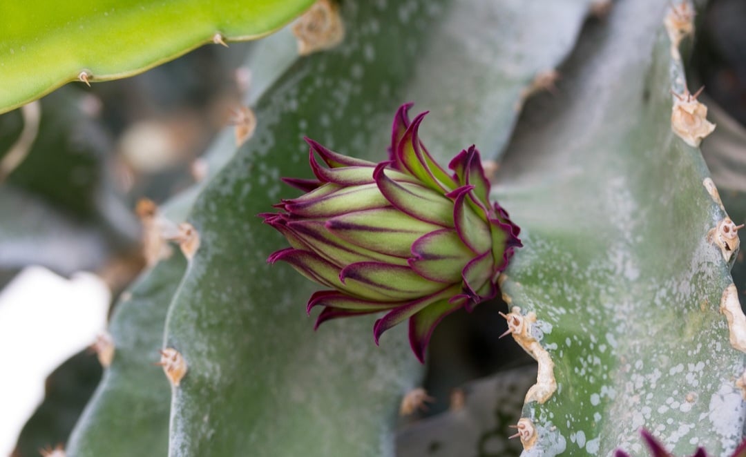 A história da pitaya remonta à América Central e ao México, onde é nativa. A fruta é o resultado de cactos epífitos dos gêneros Hylocereus e Selenicereus e tem um cultivo que também se estende a vários países, como Brasil, Israel e China. 