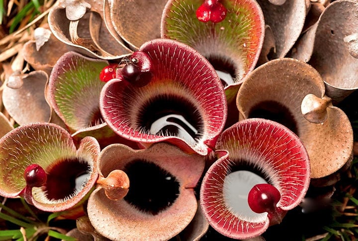 Se você quer ter uma planta carnívora para evitar insetos em casa, veja como cuidar. 