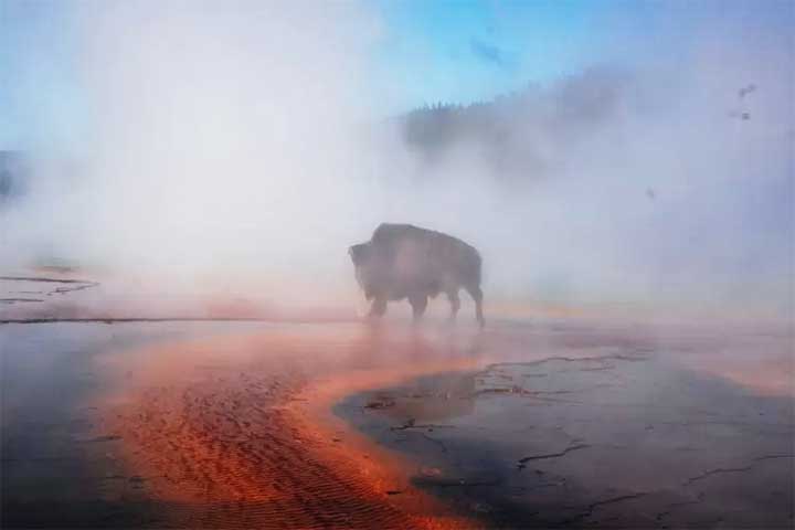 No fim de junho, um exemplar do animal caiu acidentalmente na fonte termal Grand Prismatic Spring e foi dissolvido pela água fervente, que pode chegar a 89ºC.