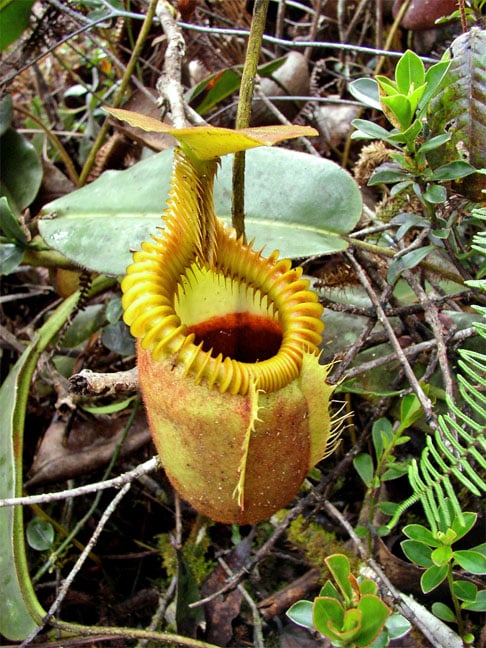 NEPENTHES - Nativa do Bornéo, perto da Malásia, se desenvolve em locais quentes e úmidos. 