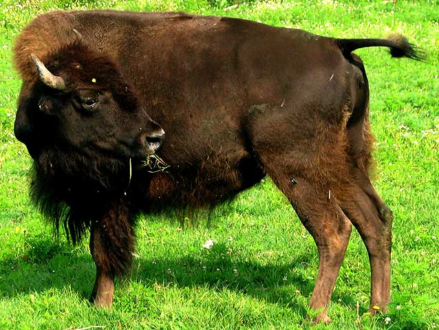 Existem duas espécies principais: o bisão-americano, típico da América do Norte, e o bisão-europeu, nativo de partes da Europa. 