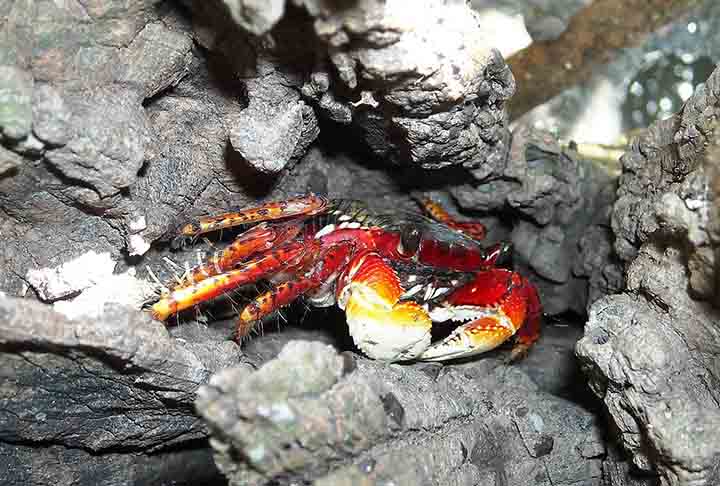 Aratu (Goniopsis cruentata) - Tem carapaça arredondada marrom-escura ou alaranjada, com manchas; pinças fortes e de tamanho desigual, com a maior para defesa e captura de alimento. Vive em manguezais, estuários e áreas costeiras. 
Hábil para escavar tocas.

