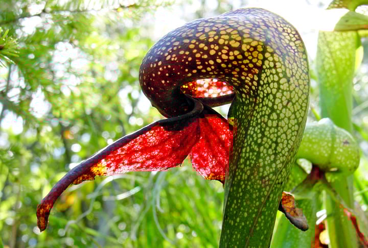 Captura os insetos por meio do buraco no qual os mesmos entram e seguidamente são envolvidos por uma secreção viscosa e imobilizadora.