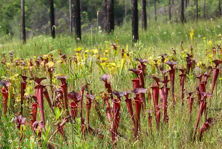 Em forma de jarra, exala um odor que, para as pessoas, pode ser desagradável. Surgem no início da primavera.