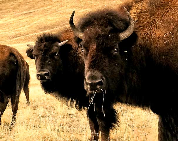 Eles têm uma pelagem densa e marrom-escura, com uma corcova pronunciada nos ombros e cabeça grande com chifres curtos e curvos.