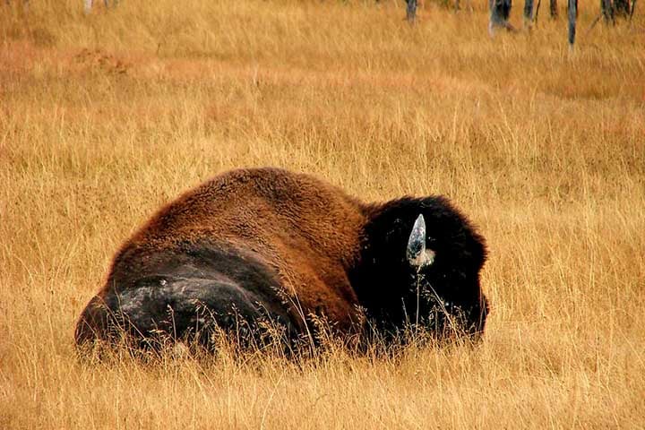 No século 19, os bisões foram quase levados à extinção devido à caça excessiva e à expansão agrícola, com sua população caindo de milhões para apenas algumas centenas. 