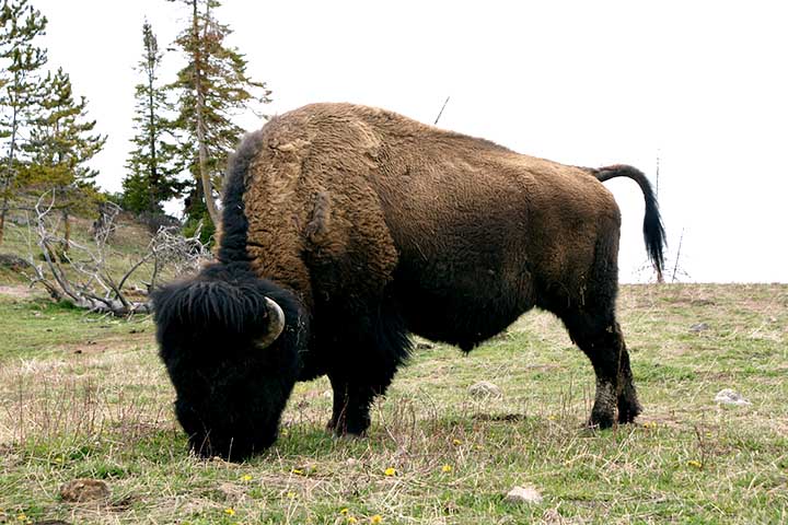 Eles são extremamente fortes e rápidos, podendo correr a até 60 km/h e saltar cercas com mais de 1 metro de altura.