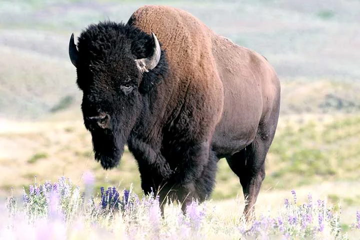 O bisão é um dos maiores mamíferos terrestres das Américas e pertence ao gênero Bison, da família dos bovídeos, a mesma do boi e do búfalo.