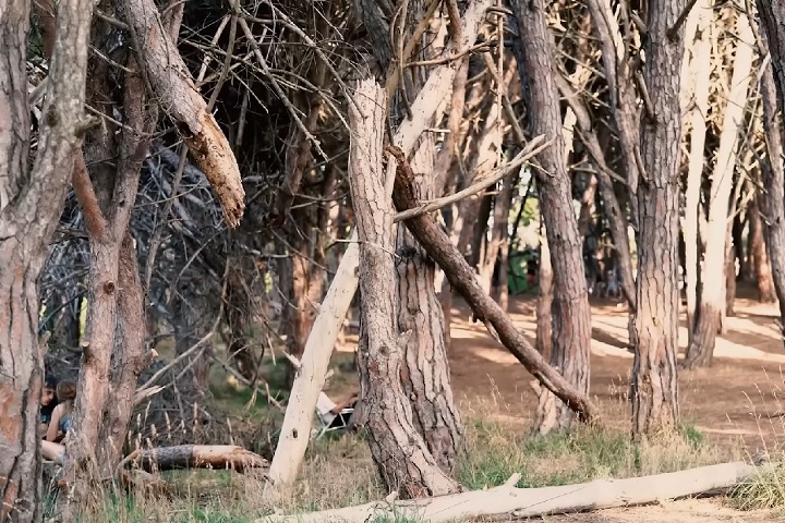 Miramar também é conhecida por ser repleta de áreas verdes. Um dos seus pontos mais emblemáticos é o Bosque Energético.