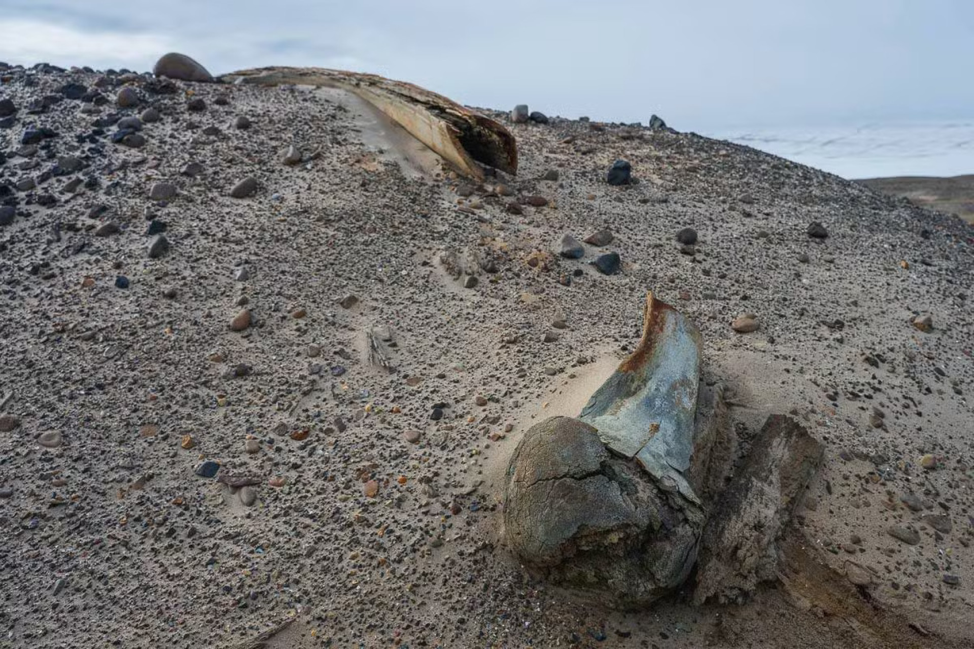 Detalhes dos ossos das baleias antigas