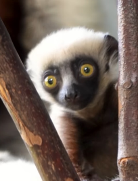 Os lêmures estão na lista  das espécies de animais sob ameaça de extinção no planeta. Por isso, quando um indivíduo nasce, é motivo de comemoração.  É o que aconteceu com um filhote de lêmure-sifaka, recentemente, no zoológico Chester, em Cheshire, na Inglaterra.