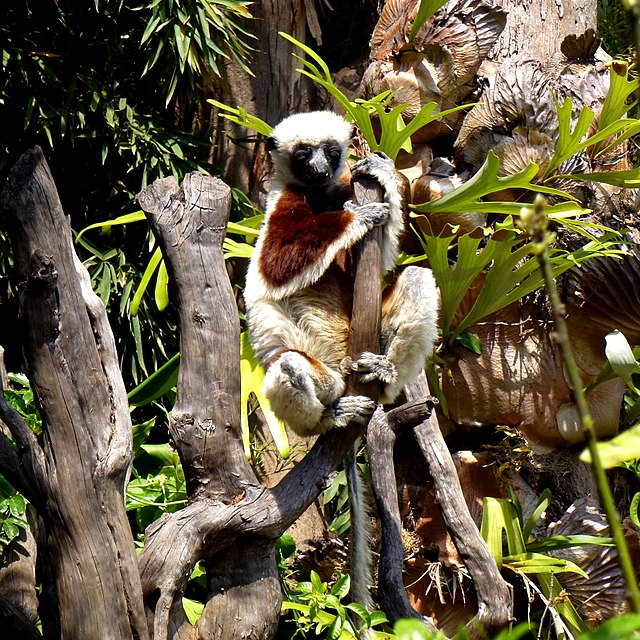 Os lêmures-sifaka também são chamados de Sifaka-de-coquerel e são primatas da família Indriidae (caracterizados pela ligação do nariz com a gengiva, o que limita as expressões faciais). 
