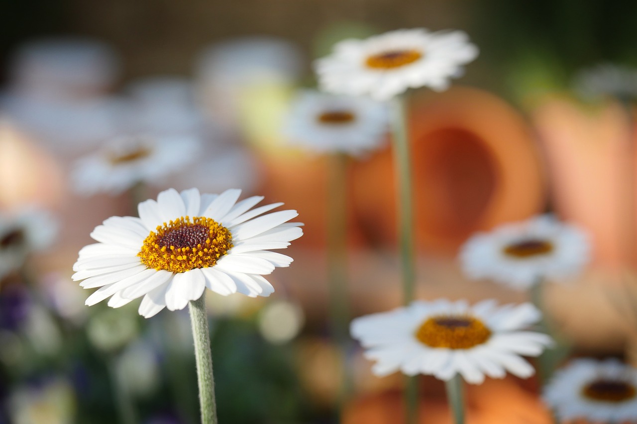 A Leucanthemum vulgare (Chrysanthemum coronarium) é uma espécie de plantas herbáceas perenes e integra um complexo específico que apresenta grande variabilidade morfológica entre regiões. Ela, então, é conhecida pelos nomes comuns de margarida e olho-de-boi.