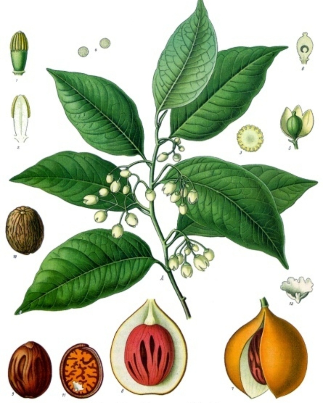 Ela é obtida da semente da Myristica fragrans, uma árvore tropical originária das Ilhas Banda, na Indonésia. Sua casca também é aproveitada, resultando em outra especiaria chamada macis.