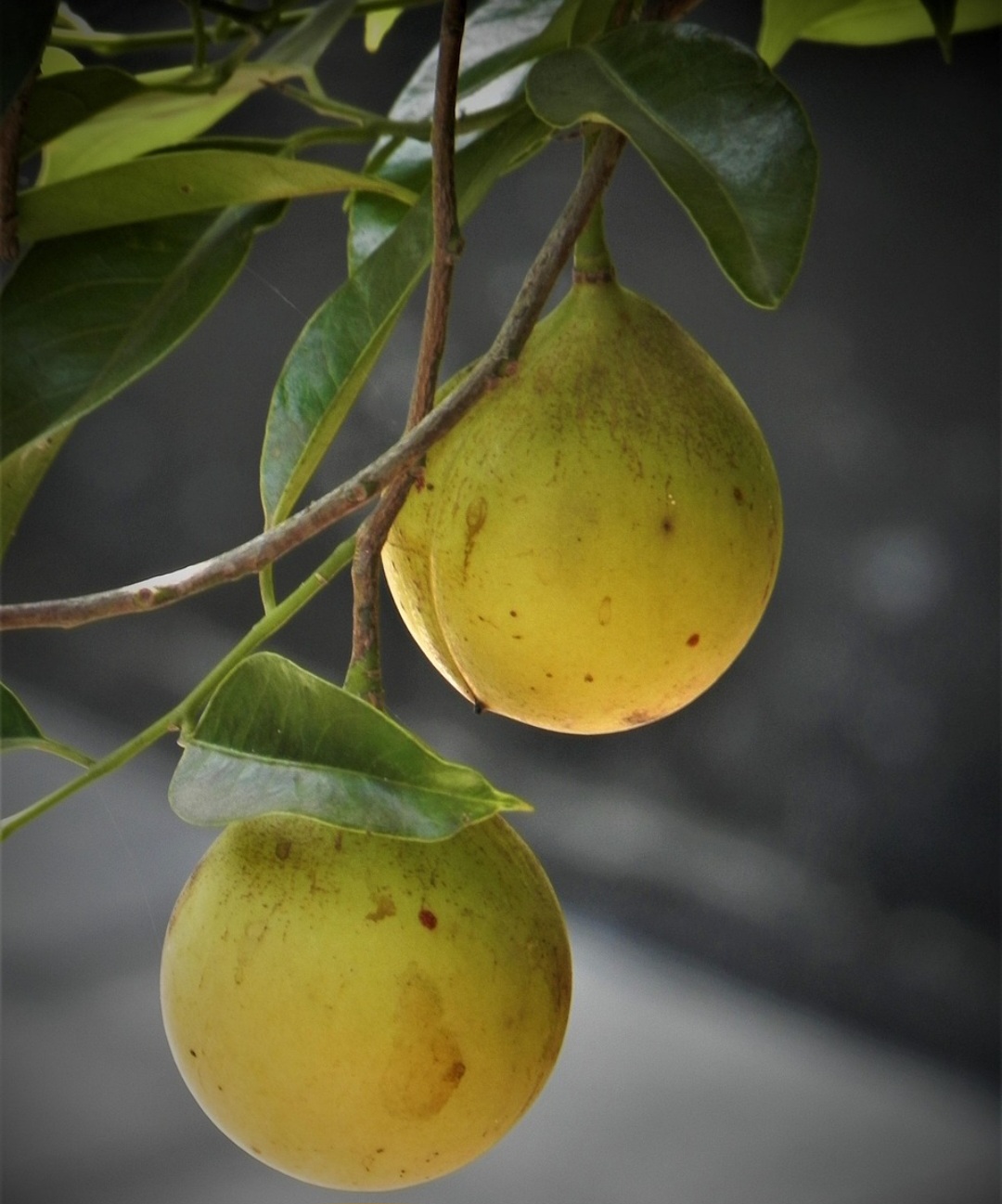 Os portugueses foram os primeiros europeus a controlar as ilhas produtoras, mas depois vieram os holandeses, que chegaram a manter monopólio cruel sobre o cultivo. Houve até guerras pela posse dessas ilhas.