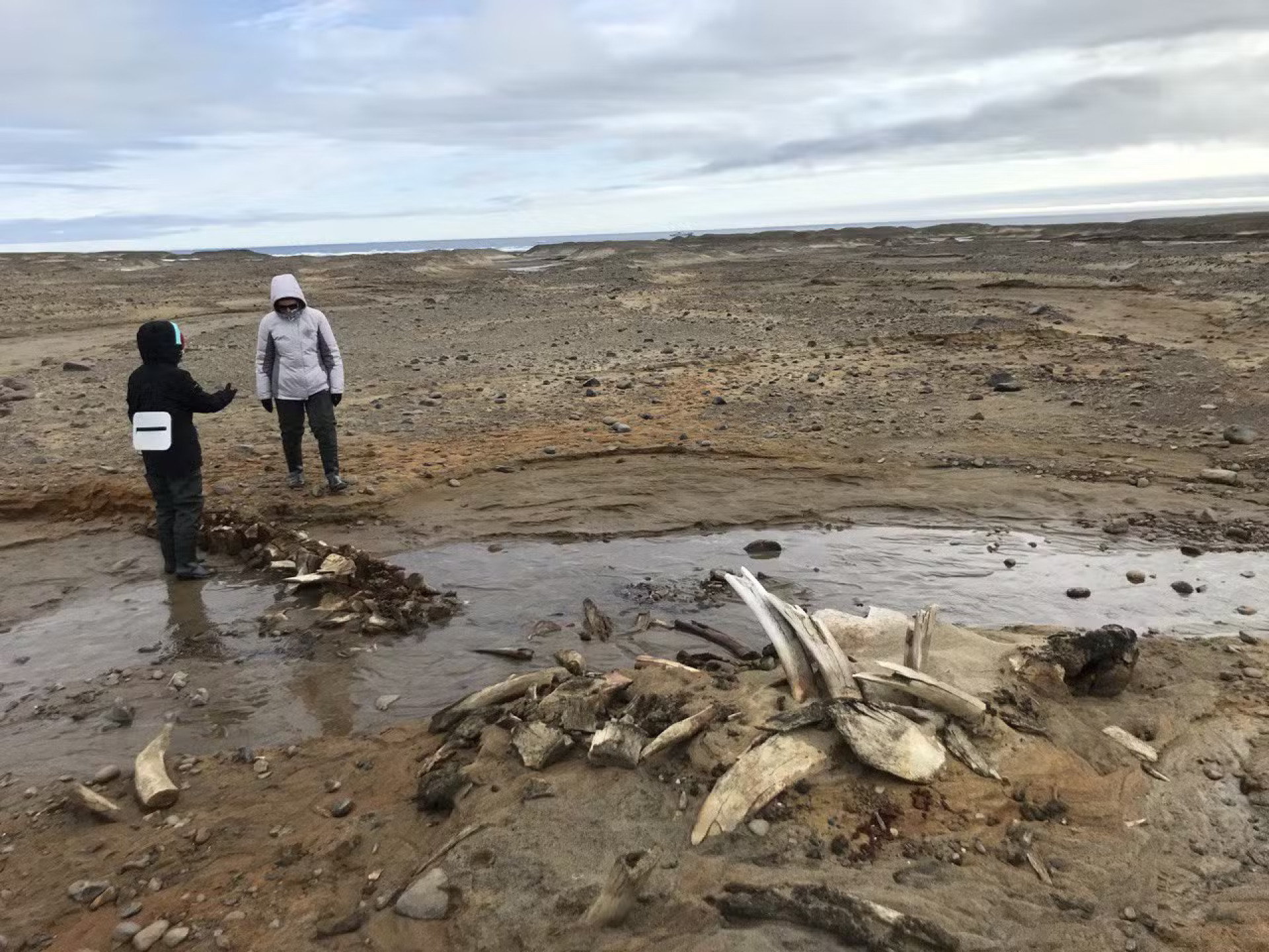 Especialistas analisam os esqueletos de baleias descobertos