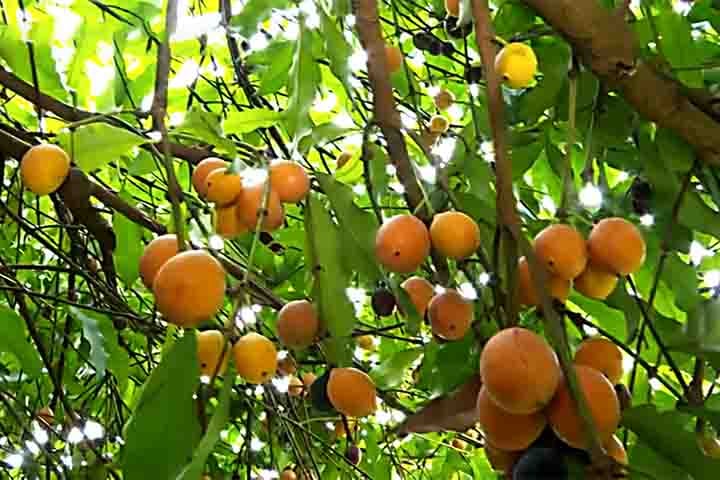 A árvore de achachairu é apreciada tanto por seu valor ornamental quanto por seus frutos comestíveis. Assim, as folhas são verde-escuras, brilhantes, coriáceas e opostas. 
