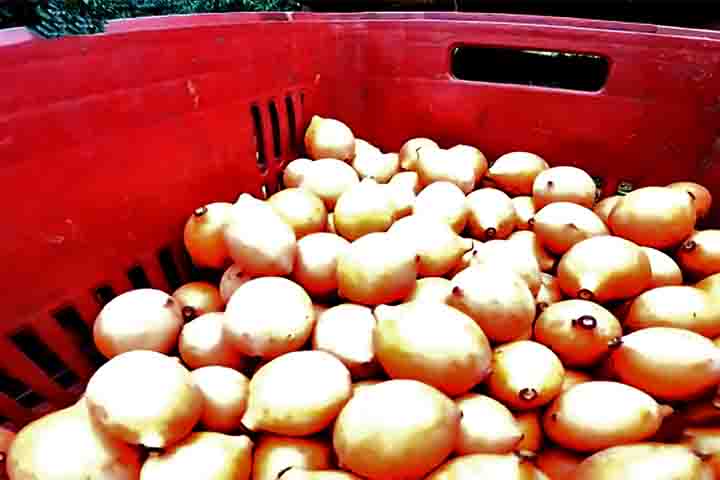 O fruto, portanto, possui antioxidantes que combatem os radicais livres, algo que protege as células contra danos e previne o envelhecimento precoce. 