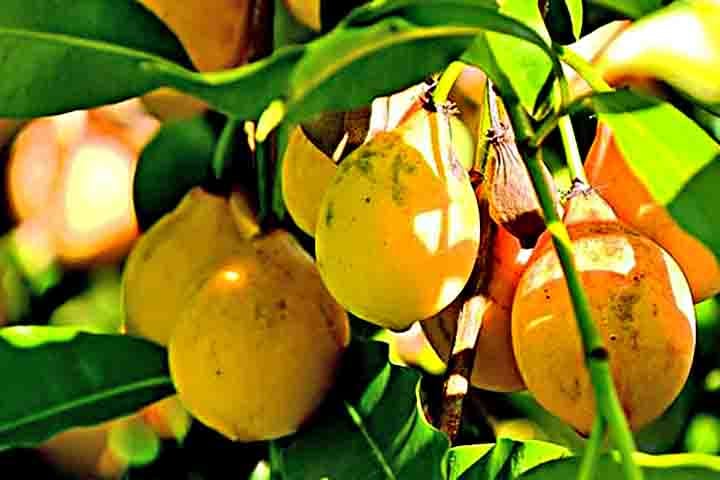 Em solo brasileiro, produtores do Espírito Santo têm investido no cultivo de frutas exóticas para ajudar a diversificar as culturas alimentícias  e gerar fonte de renda. Entre elas, está o achachairu.