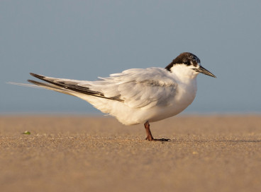 O festival acontece entre os dias 8 e 10 de agosto em São Gonçalo do Amarante 