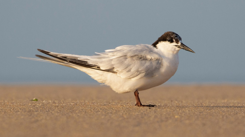 O festival acontece entre os dias 8 e 10 de agosto em São Gonçalo do Amarante