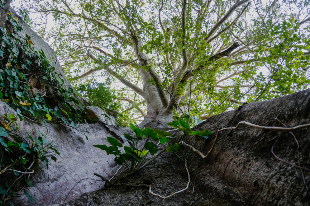 A imagem mostra o tronco imponente de uma gameleira visto de baixo para cima, com galhos espessos e copa densa de folhas verdes. Ao redor, a árvore cresce entre rochas cobertas por trepadeiras e vegetação