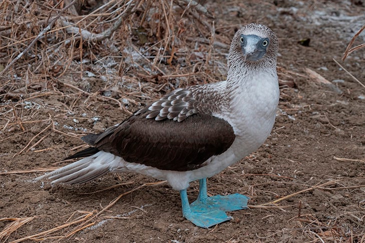 E aqui está o singularíssimo atobá de patas azuis, que tem nas patas o grande afrodisíaco. Quando mais forte o azul, mais facilmente o macho atrai a fêmea. E ele até faz movimentos que parecem de dança no ritual. 