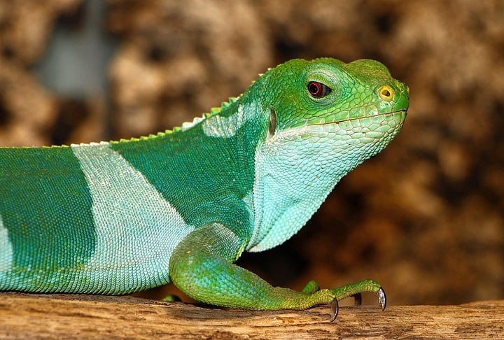 Entre as espécies mais conhecidas estão a iguana-de-crista-de-fiji (Brachylophus vitiensis) e a iguana-de-bandas-de-fiji (Brachylophus fasciatus).
