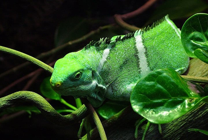 Elas são arborícolas, passando a maior parte do tempo em árvores, e se alimentam principalmente de folhas, flores e frutos.