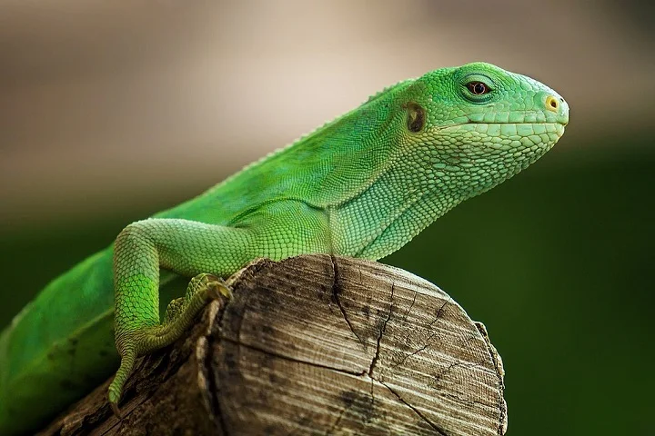 Segundo o Dr. Jimmy McGuire, também coautor do estudo, a viagem pode ter levado de dois meses e meio a quatro meses – um tempo curto o suficiente para essas criaturas sobreviverem.