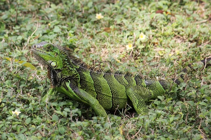 Essa descoberta contradiz teorias anteriores que sugeriam que essas iguanas chegaram por meio de uma rota terrestre, passando pela América do Sul e Antártida.