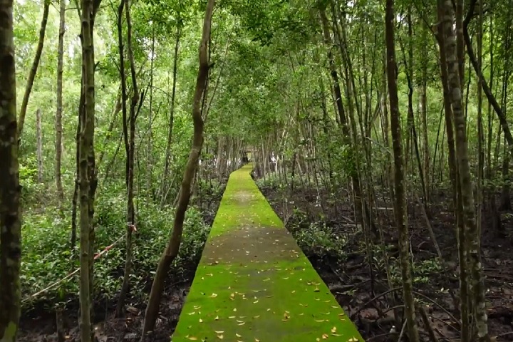 Parque Florestal de Selangor (Malásia) – Reserva florestal tropical rica em biodiversidade, com ecossistemas quase intocados. É um refúgio para espécies ameaçadas, como o tigre-malaio e o tapir asiático.