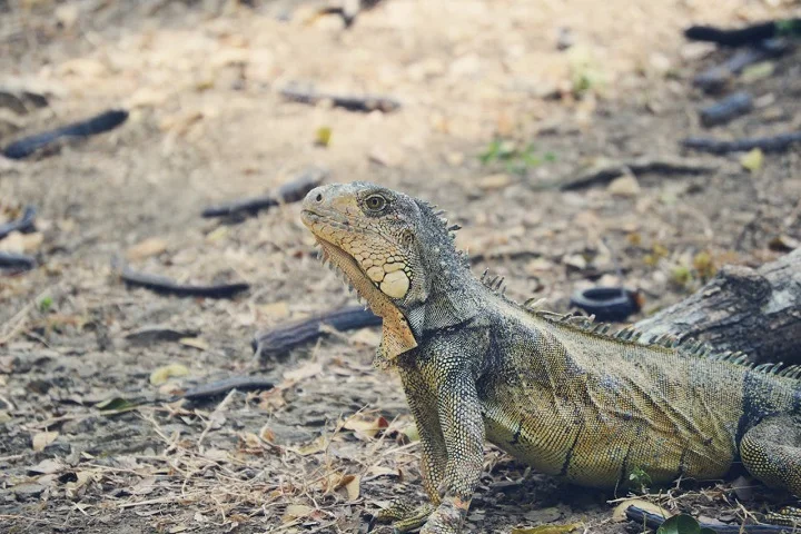 Isso porque as iguanas são conhecidas pela resistência, acostumadas a lugares secos e capazes de aguentar o calor intenso, falta de comida e água.