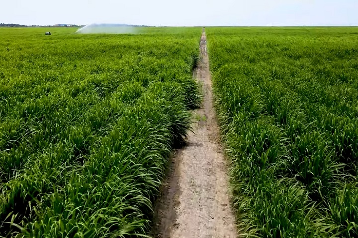 A economia da província se baseia principalmente na agricultura, com destaque para o cultivo de cana-de-açúcar, algodão, milho e frutas tropicais.