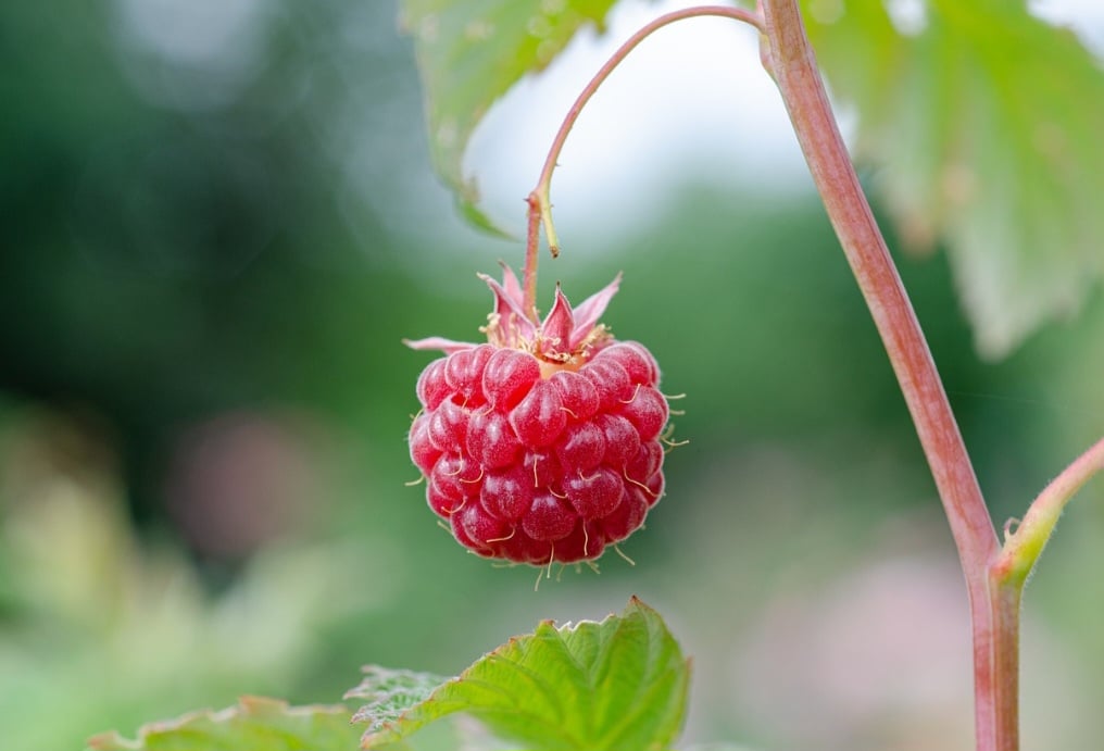 Além disso, essa fruta é rica em antioxidantes, que combatem o envelhecimento precoce e auxiliam na prevenção do câncer. 
